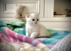 2 British shorthair kittens available