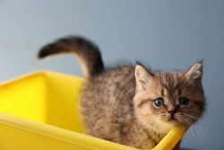 Tica Registered British Shorthair Kittens