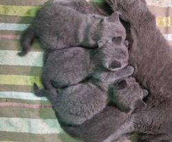 four(4) Pure blue british short hair kittens for sale