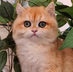 british shorthair kitty, meet in real