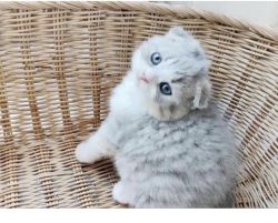 British shorthair kitten for sale