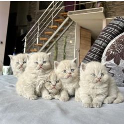 Cute British shorthair kittens
