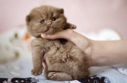 British shorthair kittens Available