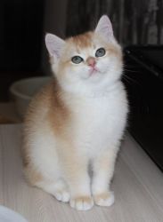 Adorable British shorthair kittens