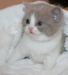 British Shorthair kittens looking for a new home.