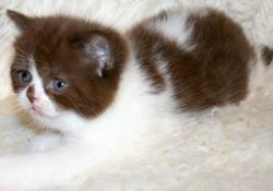 Adopt Kittens.Text (xxx) xxx-xxx0