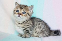 Adorable British shorthair kittens