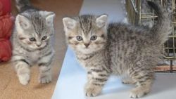 Stunning British Shorthair kittens now ready