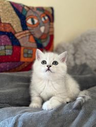 Elite kittens silver chinchilla