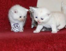 Home Raised British short hair Kittens.