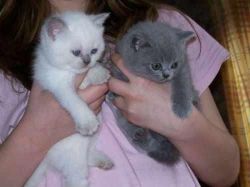 Grey and white BSH kittens ready to go