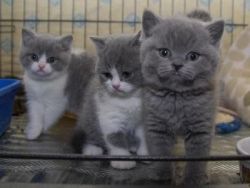 British short hair kittens for sale