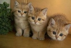 Outstanding Gccf Reg British Shorthair Kitten