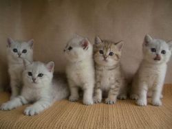 Gccf Reg. British Shorthair Kittens