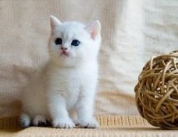 British Shorthair Kittens Ready Now