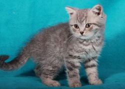 Pedigree British Shorthair Kittens Gccf Registered