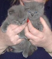 British Short Hair Kittens for sale