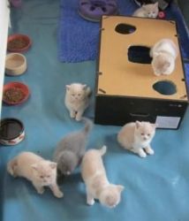 british shorthair kittens Available Now