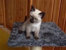 Adorable male and female British shorthair kittens