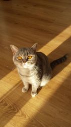 Healthy British Shorthair Kittens For Sale