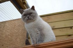 Ready To Fill Your Home British Shorthair Kittens