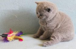 Beautiful British shorthair kittens for sale