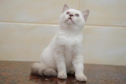 Terrific British Shorthair Kittens for your home