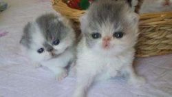 Pocket Exotic Shorthair Kittens