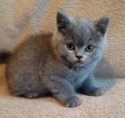 British short hair kittens for adoption
