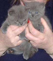 Chunky British Blue Shorthair Kittens