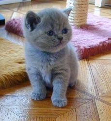 Beautiful blue grey bsh kittens for sale