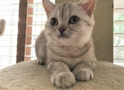 British Shorthair tabby lilac colored