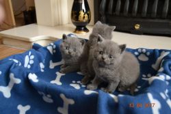 Amazing Tica Registered British Shorthair Kittens