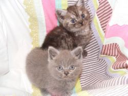 Top Quality British Shorthair Pedigree Kittens