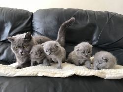 Gorgeous British Shorthair Kittens for sale/Text or call xxxxxxxxxx