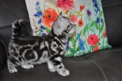 cute british shorthair kittens ready now