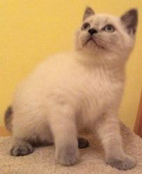 Healthy British Shorthair Kitten