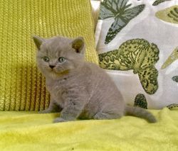British Shorthair kitten available now