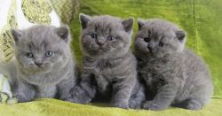 British Shorthair kitten available now