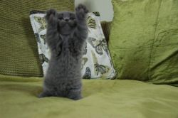 Pedigree British Shorthair Kittens Ready now
