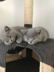 Stunning British Shorthair Kittens for sale.