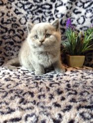 Stunning British Shorthair kittens for sale.