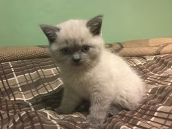British Short Hair Kitten Looking For New Home