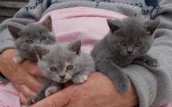 12 week old British Short-hair Kittens