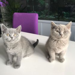 Beautifull British Shorthair Kittens