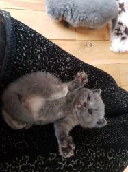 Adorable British Short hair Kittens for sale