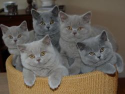 british short hair kittens