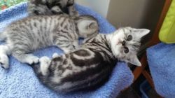 British shorthair kittens available now Text or call(302 xxx-xxxx)))))