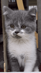 Beautiful British Shorthair Kittens for sale