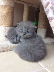Beautiful British Shorthair kittens for sale